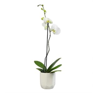 Live Orchid Plant (Phalaenopsis) with White Flowers in 5 in. White Ceramic Pot for Live Houseplants