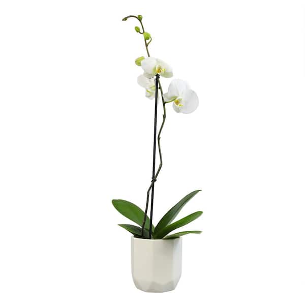 ALTMAN PLANTS Live Orchid Plant (Phalaenopsis) with White Flowers in 5 in. White Ceramic Pot for Live Houseplants