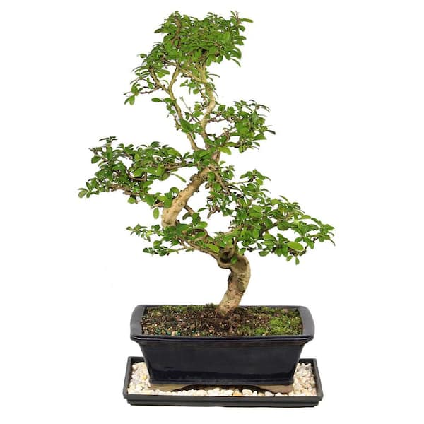 Fukien Tea Bonsai Tree Indoor Plant in Ceramic Bonsai Pot Container, 14 Years Old, 14 to 20 in.
