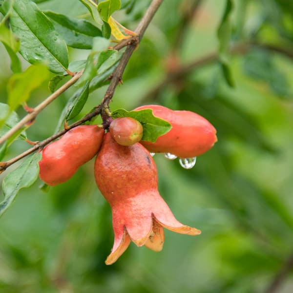 DIRECT GARDENING Dwarf Pomegranate Fruit Bearing Starter Tree (1-Pack)