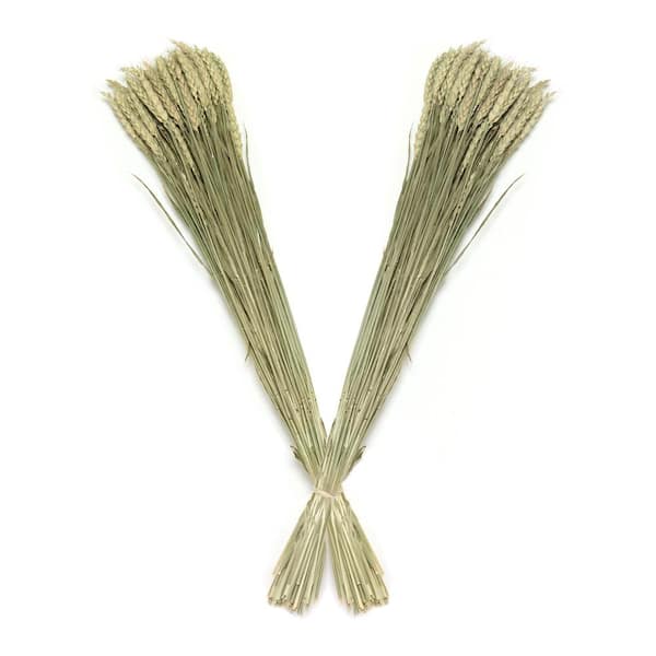 Bindle & Brass 32 in. White Deco Flowers Dried Natural (2-Pack)