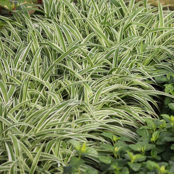 zz plants near me ZZ Plant  Plant Shop GR