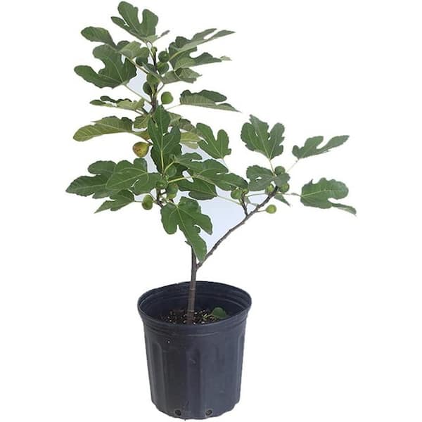 Fig Tree-Live Fruit Tree in a 3 Gallon Pot-Ficus Carica 'Black Mission-Tropical Edible Fruit Bearing Tree