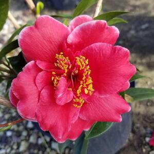 9.25 in. Pot - Tama Vino Camellia(japonica) - Evergreen Shrub featuring Wine Red Blooms with Edges that fade to White
