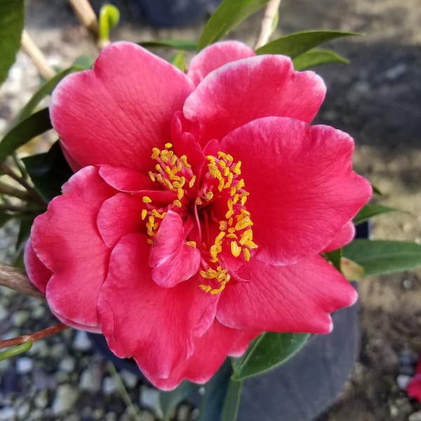 FLOWERWOOD 9.25 in. Pot - Tama Vino Camellia(japonica) - Evergreen Shrub featuring Wine Red Blooms with Edges that fade to White