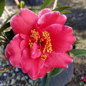 2.5 Qt. Tama Vino Camellia Plant (camellia japonica) - Evergreen Shrub with Wine Red Flowers, Live Plant