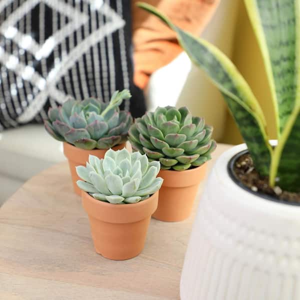 donkey's tail succulent Burro's Tail Plant Care - How to Grow Sedum morganianum 'Burrito'