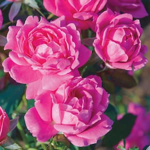 Dormant Bareroot Pink Double Knock Out Rose Bush with Pink Flowers
