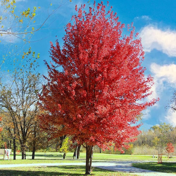 1 Gal. Autumn Blaze Deciduous Maple Tree