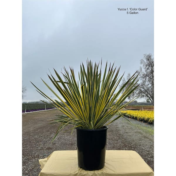 S.S PLANTS　653035 サイドアクリルブラック 2.25 Gal. Yucca Color Guard (Yucca Filamentosa 'Color Guard