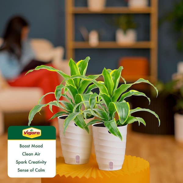 Vigoro Grower's Choice Dracaena Indoor Plant in 6 in. White Ribbed Plastic Decor Planter, Avg. Shipping Height 1-2 ft. (2-Pack)