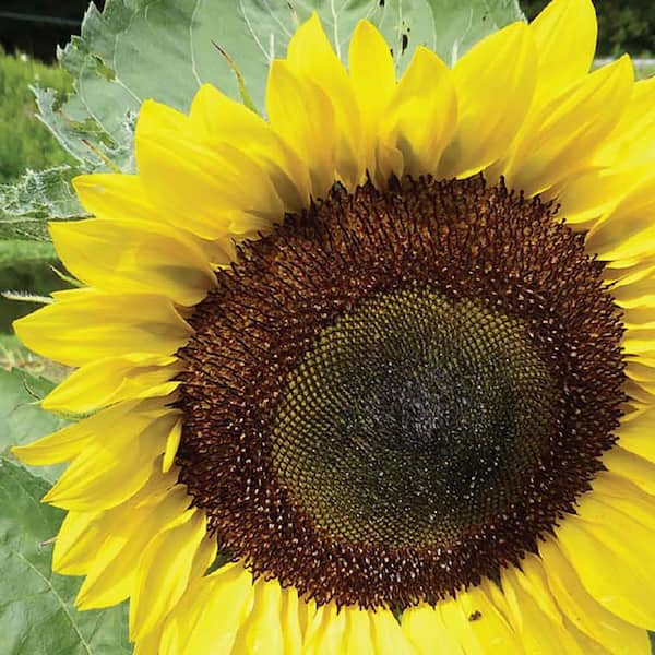 Ferry-Morse Sunflower American Giant Hybrid Flower Seeds 4069