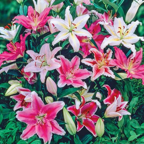 Breck's Oriental Border Lily Mix Bulbs (3-Pack)