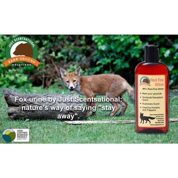 RED FOX Lure & Scent - for attracting & trapping fox and coyotes