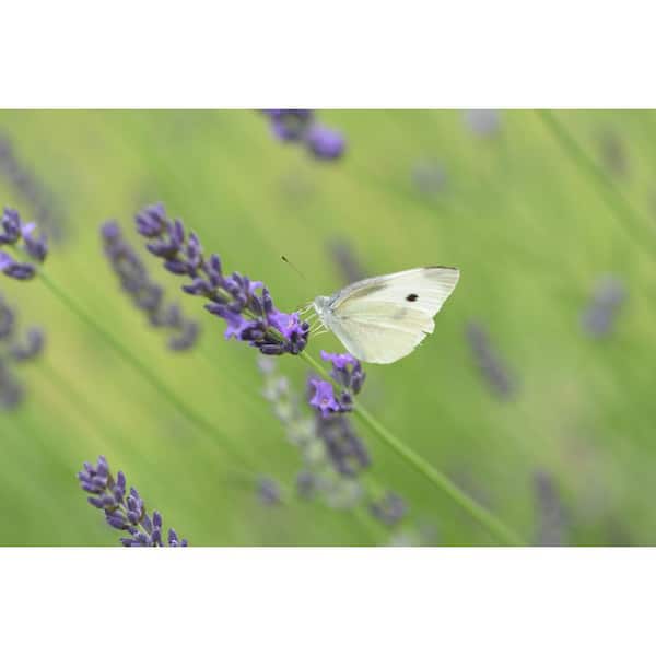 Alder & Oak #1 Container Grosso French Lavender Shrub (4-Pack)