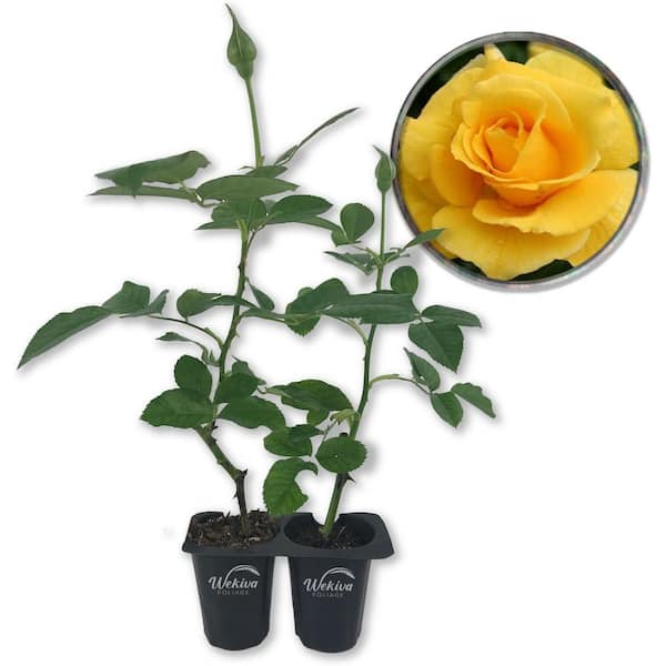 Wekiva Foliage Midas Touch Rose Bush-2 Live Starter Plants in 2 in. Pots-Beautifully Fragrant Heirloom Rose from Florida