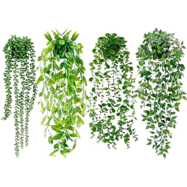 andromeda plants Katsura Japanese Andromeda