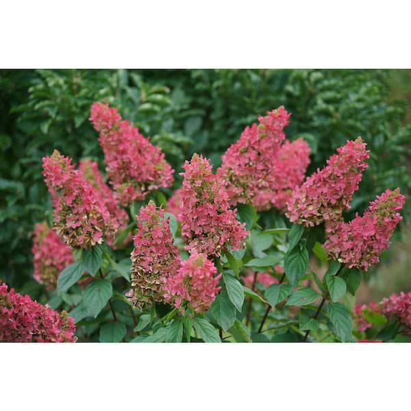 Proven Winners 4.5 in. qt. Pinky Winky Prime Panicle Hydrangea (Hydrangea paniculata) Live Shrub Plant with Pink and White Flowers