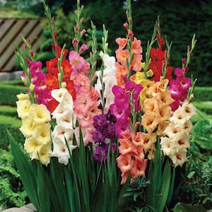 Gladiolus Large Flowering Rainbow Mixed Bulbs (Set of 25)