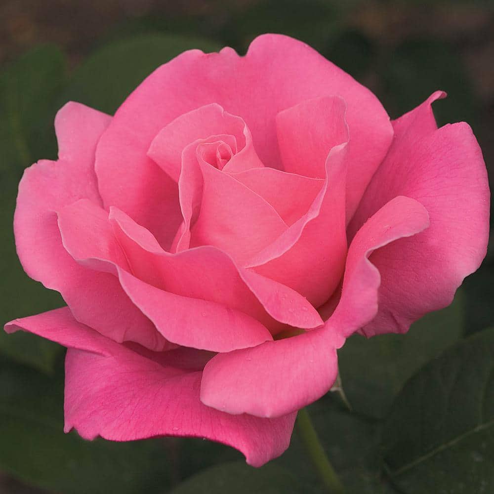 てぃんくる B0タペストリー ROSE PERFUME てぃんかーべる 2026年最新