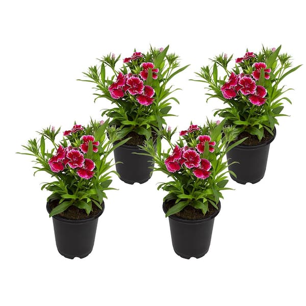 ALTMAN PLANTS 1 Qt. Dianthus Red Plant Collection (4-Pack)