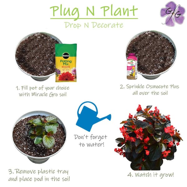 Drop N Decorate Plug N Plant Begonia Combo 006307 - The Home Depot