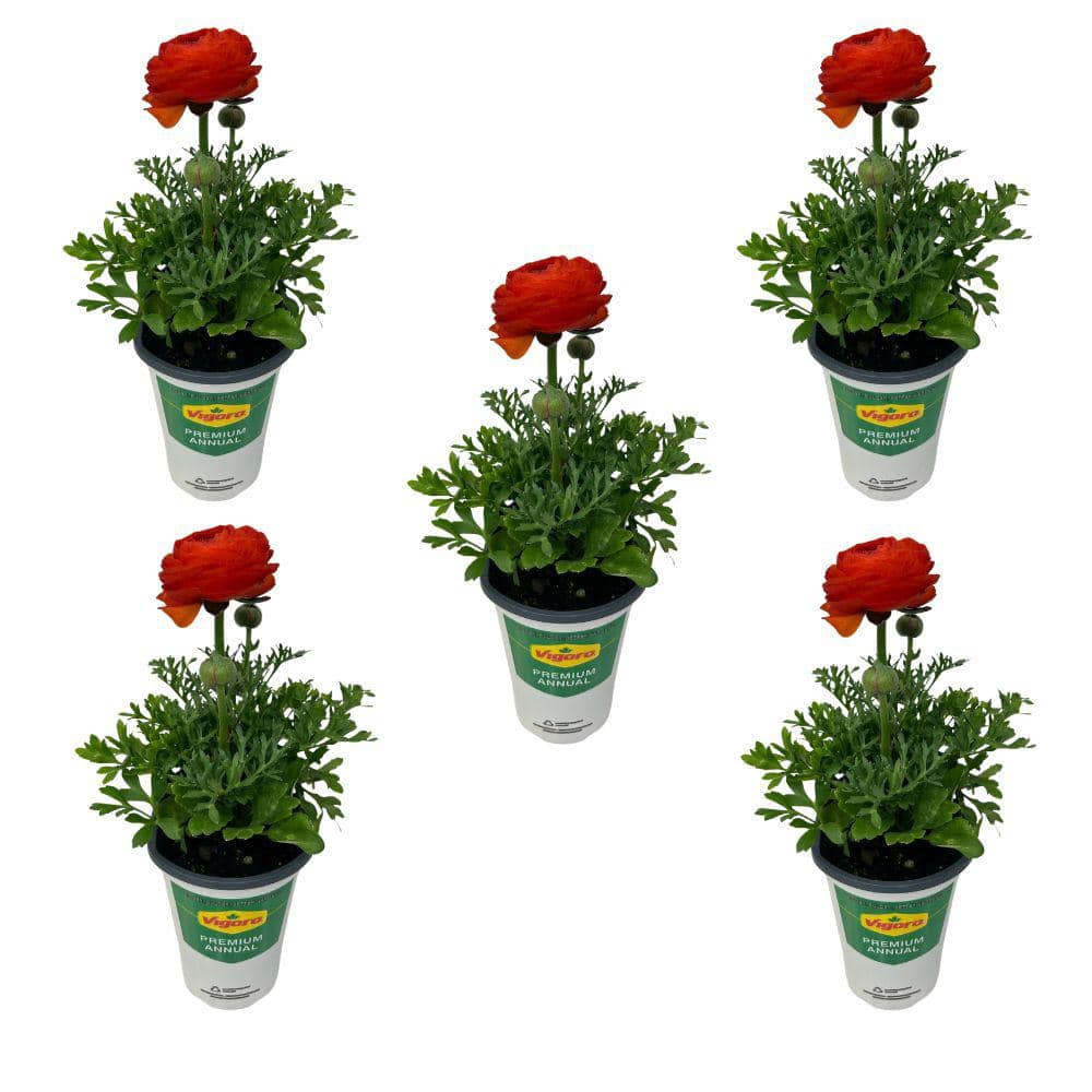 Vigoro 1 Qt. Ranunculus Annual Plant with Orange Flowers (5 - Pack ...