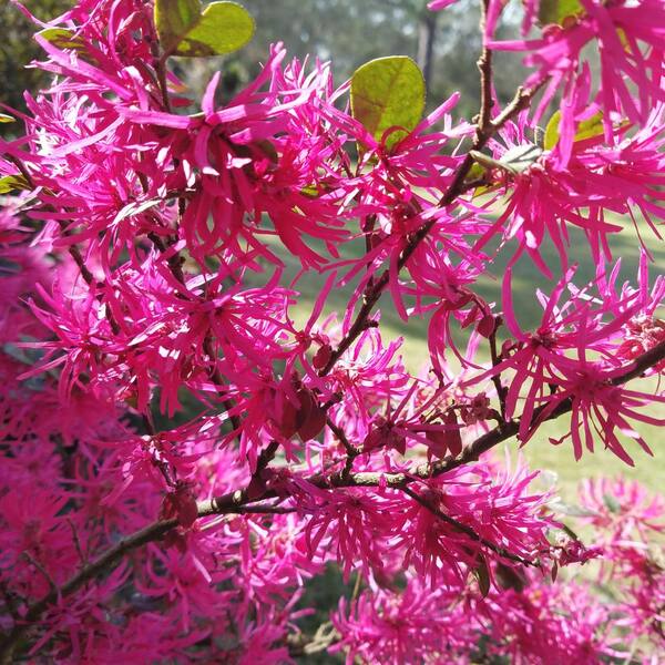 national PLANT NETWORK 2.25 Gal. Loropetalum Daruma Flowering