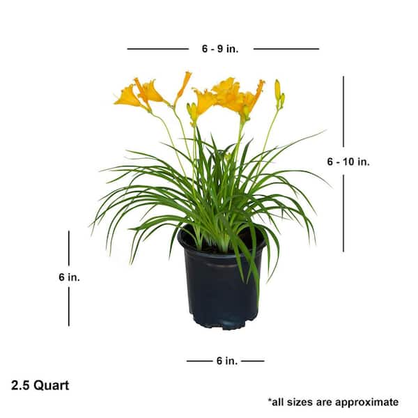 FLOWERWOOD 2.5 Qt. Stella De Oro Daylily, Live Perennial Plant