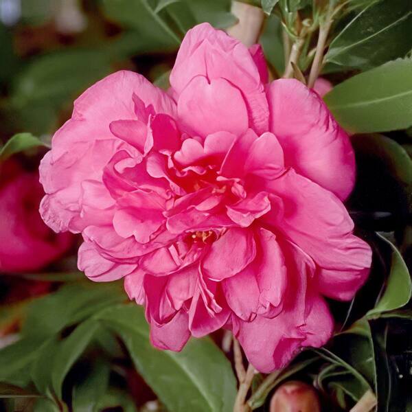 national PLANT NETWORK 1 Gal. Camellia Sasanqua Alabama Beauty