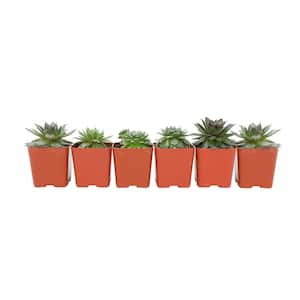 2 in. SQ Sempervivum Assorted Succulents (6-PacK)