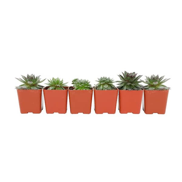 2 in. SQ Sempervivum Assorted Succulents (6-PacK)