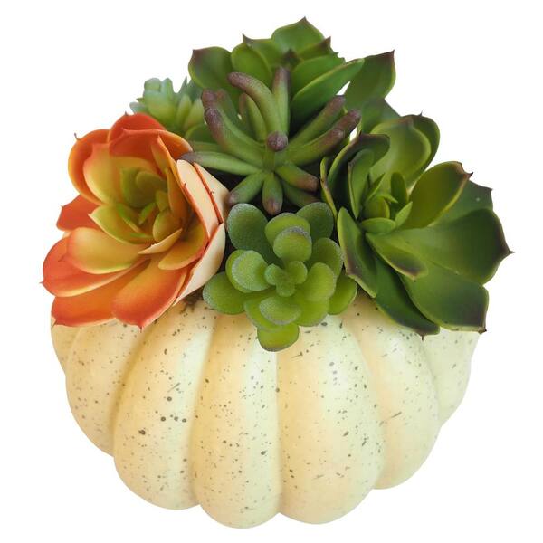 Home Accents Holiday 7.5 in. Harvest Succulent in Cream Pumpkin