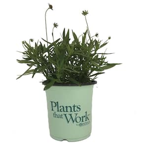 Coreopsis x Lil Bang Daybreak (Plant)