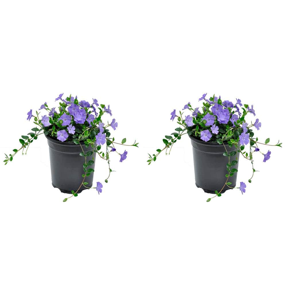 2.5 qt. Spring Flowering Perennial Groundcover Vinca Minor Bowles Mauve (2-