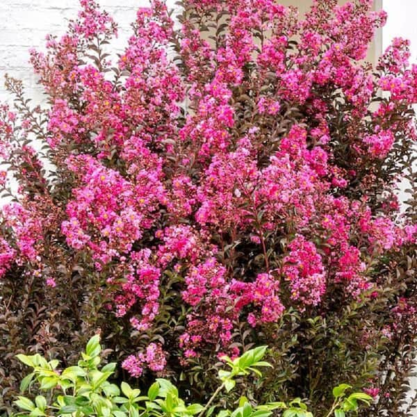 SOUTHERN LIVING 2 Gal. Delta Fusion Crape Myrtle, Live Deciduous