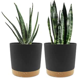 8 in. Plastic Planters Dark Grey Outdoor Planters with Drain Holes and Removable Base (2-Pack)