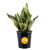 Costa Farms Grower's Choice Sansevieria Indoor Snake Plant in 6 in. Grower Pot, Avg. Shipping Height 1-2 ft. Tall M-SAN-G-POT-01