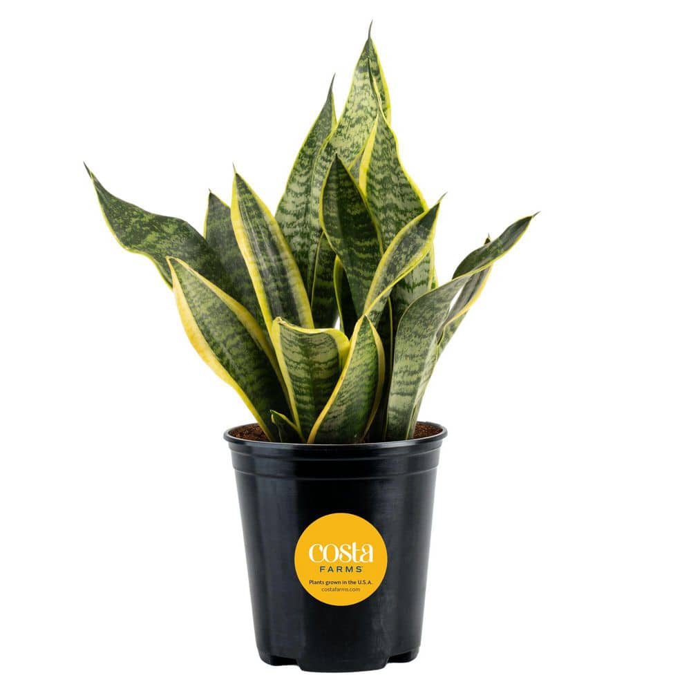 Grower's Choice Sansevieria Indoor Snake Plant in 6 in. Grower Pot, Avg. Shipping Height 1-2 ft. Tall price history on PriceWatchPro