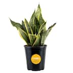 spider lily plant Red Lycoris Spider Lily Bulbs Radiata Hurricane Cluster Amayllis Growing  Bonsai Roots Rhizomes Corms Tubers Potted Planting Reblooming Fragrant  Garden Species Blooms Flower Seeds Plant Gardening main image 1