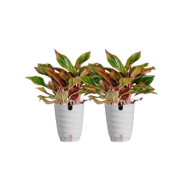Vigoro Grower's Choice Aglaonema Chinese Evergreen Indoor Plant in