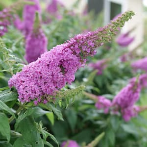 1 Gal. Pugster Pinker Butterfly Bush (Buddleia) Live Plant, Shrub Pink Flowers