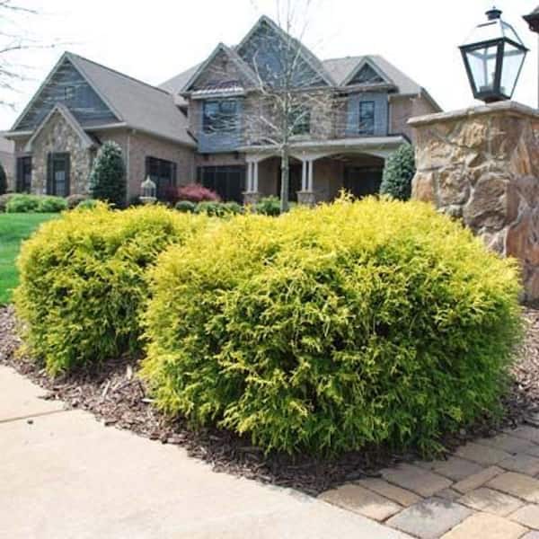 1 Gal. Chamaecyparis Gold Mop Live Evergreen Shrub