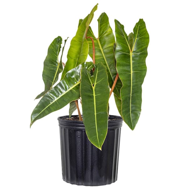 United Nursery Live Philodendron billietiae Exotic Houseplant in 10 inch Grower Pot
