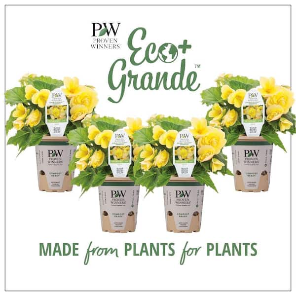 PROVEN WINNERS 4.25 in. Eco+Grande, Double Delight Primrose (Begonia), Live Plant, Yellow Flowers (4-Pack)