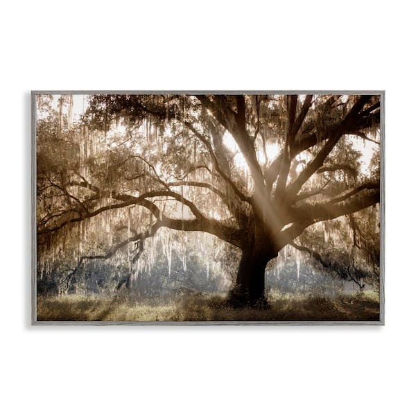 Stupell Industries Sun Streak Through Tree by Danita Delimont Gray Framed Nature Giclee Art Print 16 in. x 24 in.