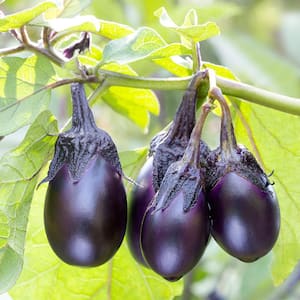 2.32 qt. Patio Baby Mini Eggplant Plant