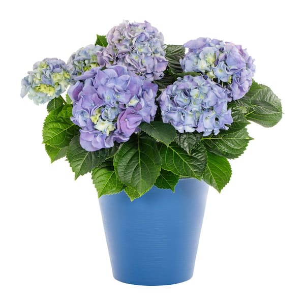 1.5 Qt. Deco Floral Hydrangea with Blue Flowers