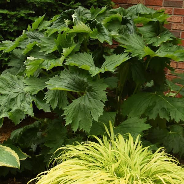 Spring Hill Nurseries 4 in. Pot, Tractor Seat Ligularia Potted Perennial Plant (1-Pack)