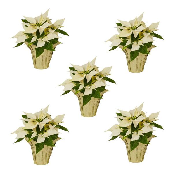 Nattual and White Poinsettia Wired Ribbon - 2.5” - Greenery Market
